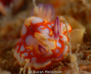 Chromadoris binza laying her eggs.. by Suzan Meldonian 